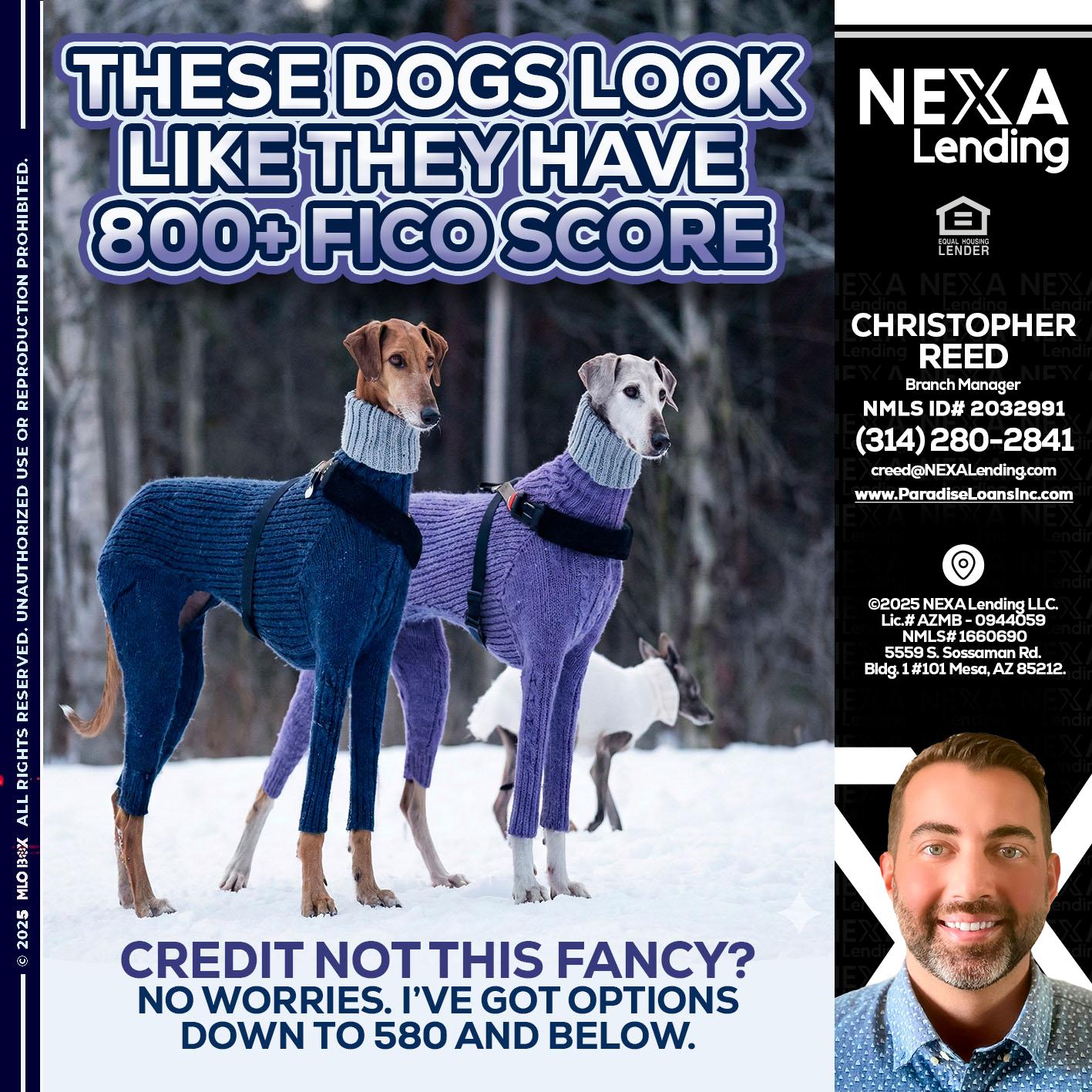 THESE DOGS LOOK - Christopher Reed -Branch Manager